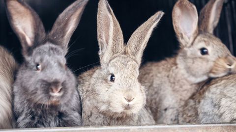 Los conejos perecieron por un virus hemorrágico letal.