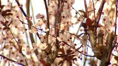 No es Japn, este espectculo natural est en Galicia