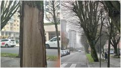 Los ejemplares se sitan en la avenida Ramn Ferreiro