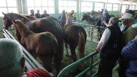 Feira do cabalo en Castro de Ribeiras de Lea.