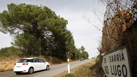 Un pino de alza junto a la carretera en A Áspera, en el municipio de Bóveda