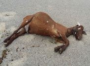 La cabra fue llevada a tierra por un socorrista del Orz�n. 