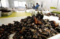 El a�o pasado se comercializaron en Malpica m�s de 30 toneladas de percebe.