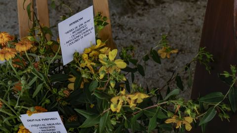 En su puesto ense�an plantas arom�ticas que se usaban en la �poca cl�sica en el manejo del parto.