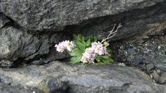 �Limonium serpentinicum� R. Pino, Silva-Pando & J. J. Pino. Exclusiva de la sierra de A Capelada, crece en grietas de taludes y acantilados litorales sobre rocas ultrab�sicas. Su estado es vulnerable por el tama�o de su poblaci�n y la acci�n del mar