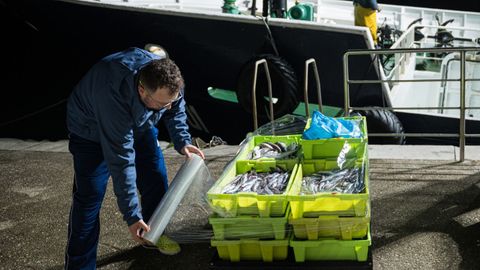 Buena prueba de la escasez de lirio son estas contadas cajas que preparaban a principios de febrero en Ribeira