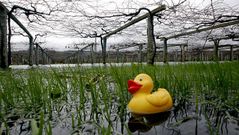 Fincas inundadas en Cambados