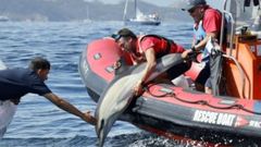 Participantes en una regata en Baiona liberaronen verano a un delfn que se haba quedado atrapado en unas redes