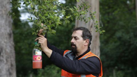 Trampeo contra las velutinas, en la imagen Jos� Mar�a V�zquez, de Serpa