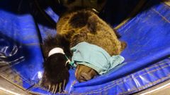Beato, el oso rescatado en Cantabria