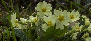 La primavera es una de las especies de floraci�n m�s temprana  