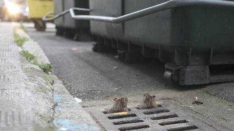 Dos ratas asomadas en la misma alcantarilla de la calle Velázquez.