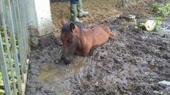 El caballo se encontraba atrapado en un barrizal. 