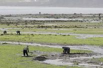 Un grupo de furtivos faenando de manera ilegal en la ensenada de A Malata.