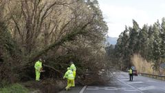 Un particular alert� al 112 de la ca�da de un �rbol de grandes dimensiones sobre la LU-862 en O Vicedo