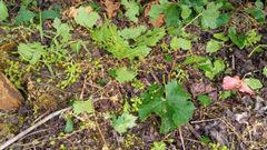 Racimos seccionados por el pedrisco sobre el suelo en un vi�edo de la ladera de Val do Frade