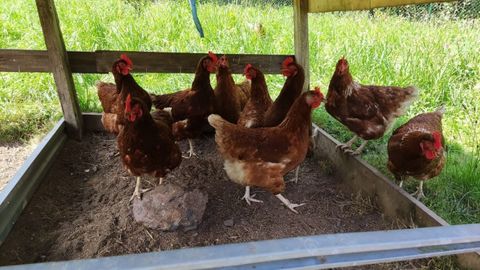 Gallinas en la granja de Ecopita