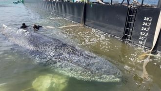 La ballena Timmy en la gabarra en la que fue transportada para su rescate.
