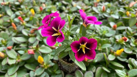 Esqueje de Petunia calibrachoa, en los viveros Vivergal, en Santa Mariña do Monte, San Sadurniño