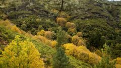 La sostenibilidad del monte es un objetivo de la Xunta a corto y a medio plazo. 