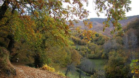 Devesa da Rogueira, na serra de O Courel.