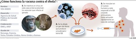 �C�mo funciona la vacuna contra el �bola?