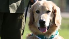 Foto de archivo de un perro polic�a