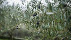 La xylella fastidiosa diezm� muchos olivares a lo largo de Europa 