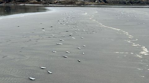 �Miles� de peces muertos en la playa de Santa Mar�a del Mar, en Castrill�n