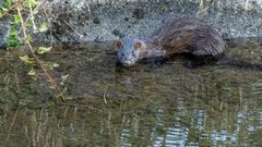 Un vis�n americano en un tramo del canal de la red de regad�o Val de Lemos que discurre por la parroquia de Reigada, en Monforte