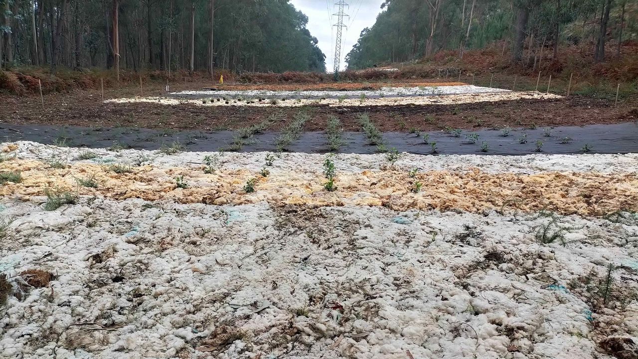 Testan cubiertas con astillas de castaño y lana de oveja para controlar la vegetación bajo líneas eléctricas