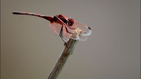 Una lib�lula trithemis arteriosa descansa sobre un palo en Riebeek Kasteel (Sud�frica)