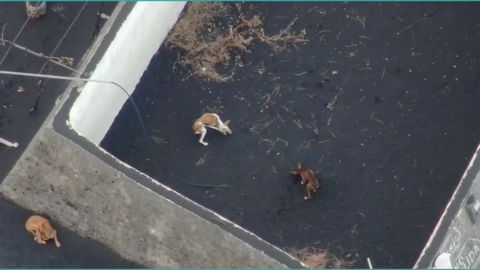 Imagen de los perros cuando estaban atrapados en Todoque. 