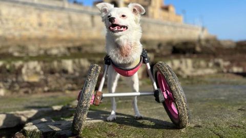 Lola en la playa de San Lorenzo, donde se ha convertido en toda una influencer.