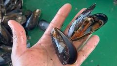 Un bateeiro denuncia la mortandad del mejill�n en la r�a de Arousa