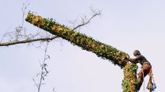 Uno de los trabajos de la compaa Poda en Altura Galicia. 