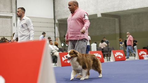 Exposici�n Canina de Galicia en Lugo