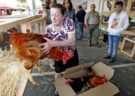 La Festa do Galo Pi�eiro llega a su edici�n numero catorce. 