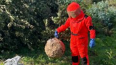 El GAEM se encontr� en Corrubedo esta colmena de velutinas escondida entre unas zarzas a ras de suelo. 