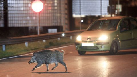 Un jabal se pasea por una rotonda en la periferia urbana de Lugo