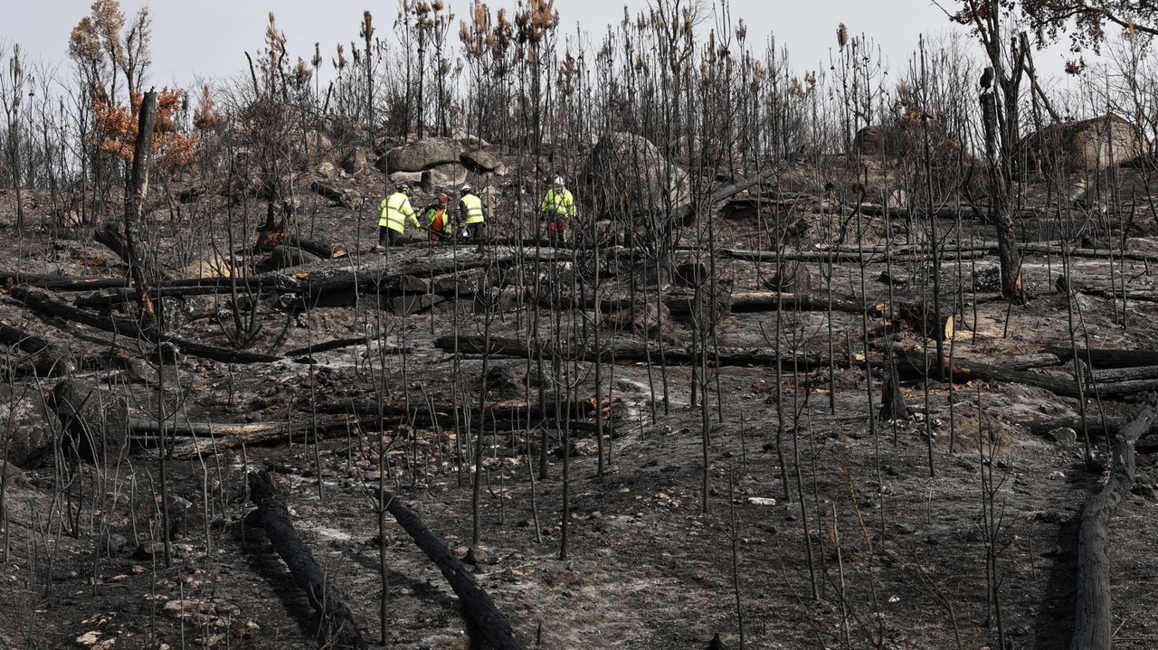 La receta del sector forestal para prevenir los incendios pasa por desarrollar incentivos que hagan atractiva la gestión del monte