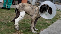 �Doro�, en el refugio de animales de Moug�