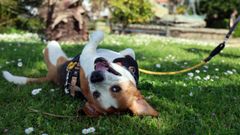 Un can disfrutando del d�a de sol en el parque de las Palmeras de Cambados, la localidad m�s dichosa