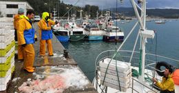 En la fotograf�a, una descarga de rape para la lonja de Cedeira. 