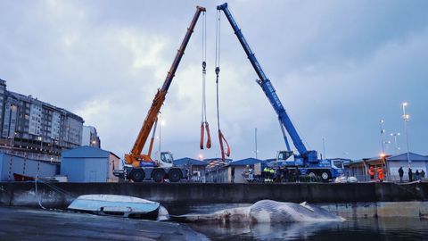 Operativo para izar y despiezar a la ballena muerta de 21 metros que permanece varada en el muelle de Oza desde el s�bado 