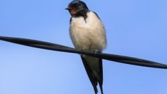 En la foto se ve una golondrina com�n
