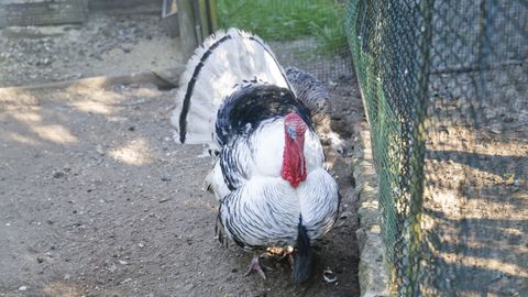 Algunas de las aves de Belelle. 