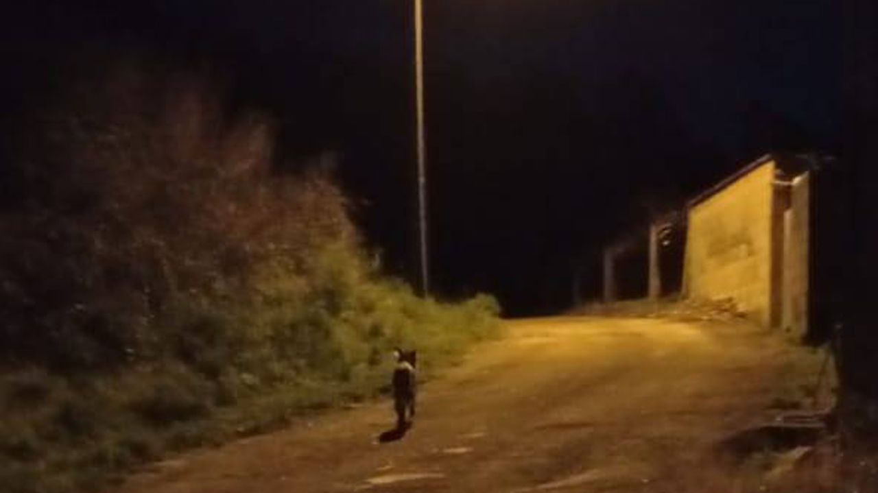 Un vecino divisa un lobo de noche en un camino municipal de Meis