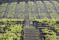 Por el momento de la campa�a en que se encuentra, la vid es vulnerable. 