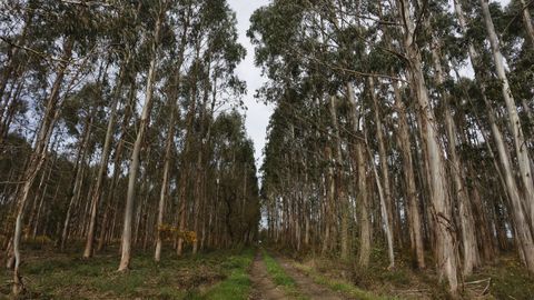 Monte con plantaci�n de eucalipto en el municipio de Castro de Rei 